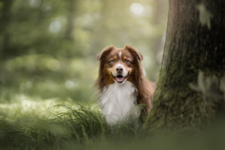 Simon Bollinger Fotografie