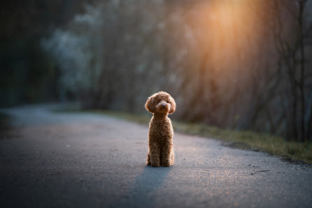 Isabel von Klitzing Tierfotografie