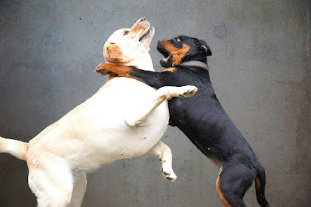 Hundefotos / Fotokunst