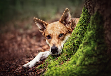 Maria Schlotte | Hundefotografie