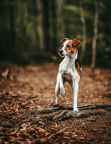 Maria Schlotte | Hundefotografie