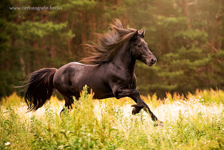 MS-Photos Marion Schoening