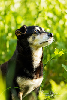 Nicola Heller Photography - Emotionale & authentische Tierfotografie mit Deinem Hund oder Pferd