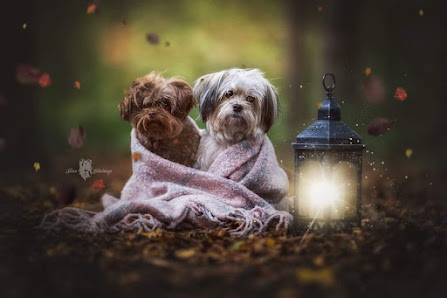 Tier & Hundefotografie - Tonon Fotodesign