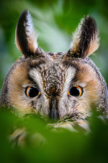 Aiko Sukdolak Natur- und Wildtierfotografie