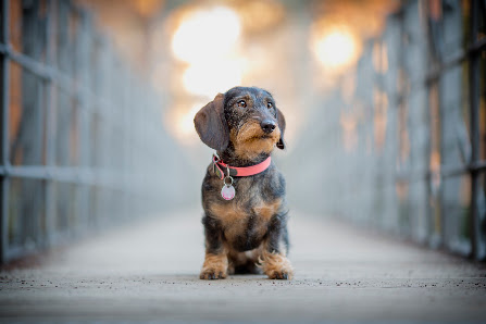 Hundefotografie Markus Heber Photography
