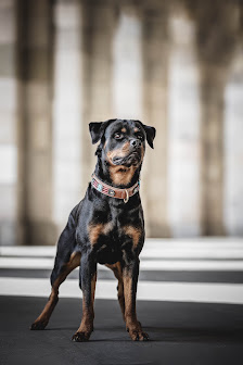 Hundefotografie Markus Heber Photography