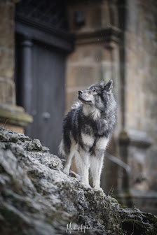 Hundefotografie Markus Heber Photography