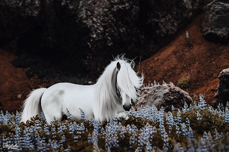 Ponyliebe Fotografie