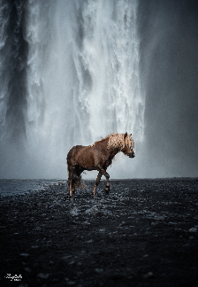 Ponyliebe Fotografie