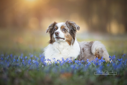 BilderRausch Tierfotografie