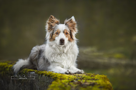 BilderRausch Tierfotografie