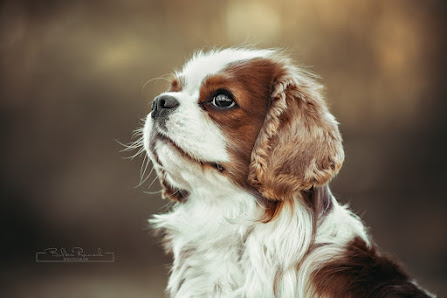 BilderRausch Tierfotografie