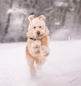 Claudia Kraheberger Photography