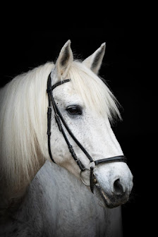 Fellpoesie by Tierfotografie Michael Nottrott