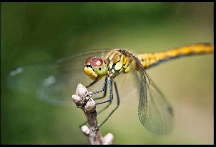 Beschorner Photography