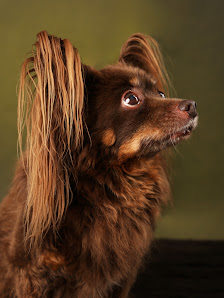 Pixyfotostudio