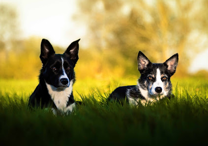 Sven Dressler - Hundefotografie