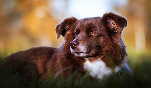 Sven Dressler - Hundefotografie