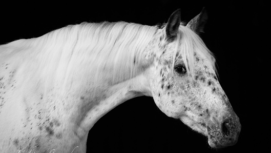 Nicole Kebernik Fotografie