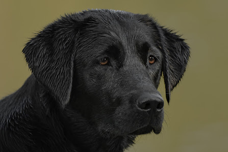 Animalquisit – Hundefotografie Essen