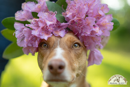Animalquisit – Hundefotografie Essen