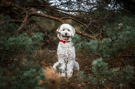 HundeBlick-Photography