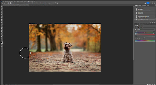 HundeBlick-Photography