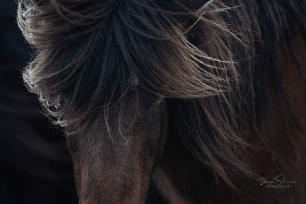 Denise Strauch Photography