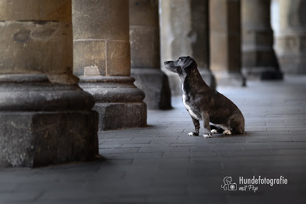 Hundefotografie mit Pep – Fotografin Silke Schmitt