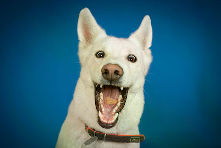 Fotogebell Hundefotografie - Carsten Pöhler