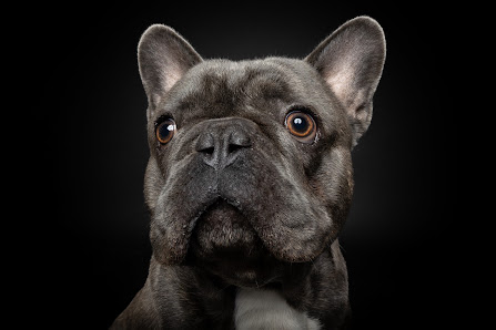 Magnucki Fotografie - Tierfotografie in Bielefeld